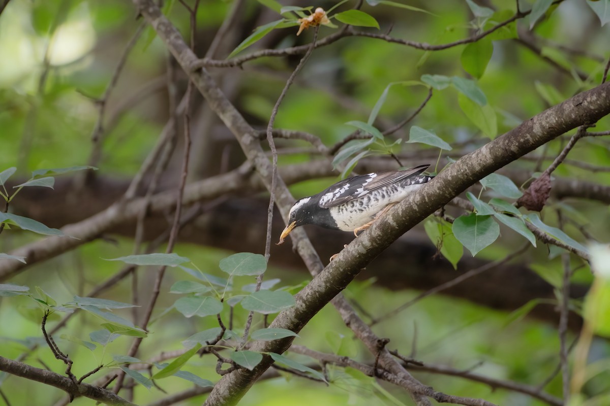 Pied Thrush - ML636949525