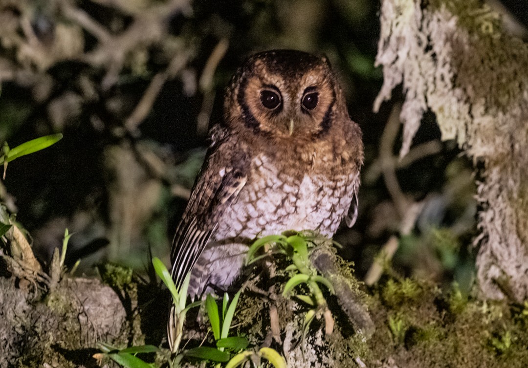 Cloud-forest Screech-Owl - ML636949593