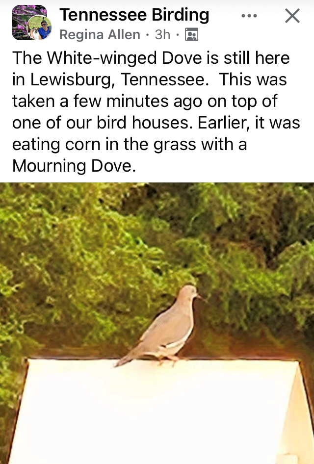 White-winged Dove - ML636949622