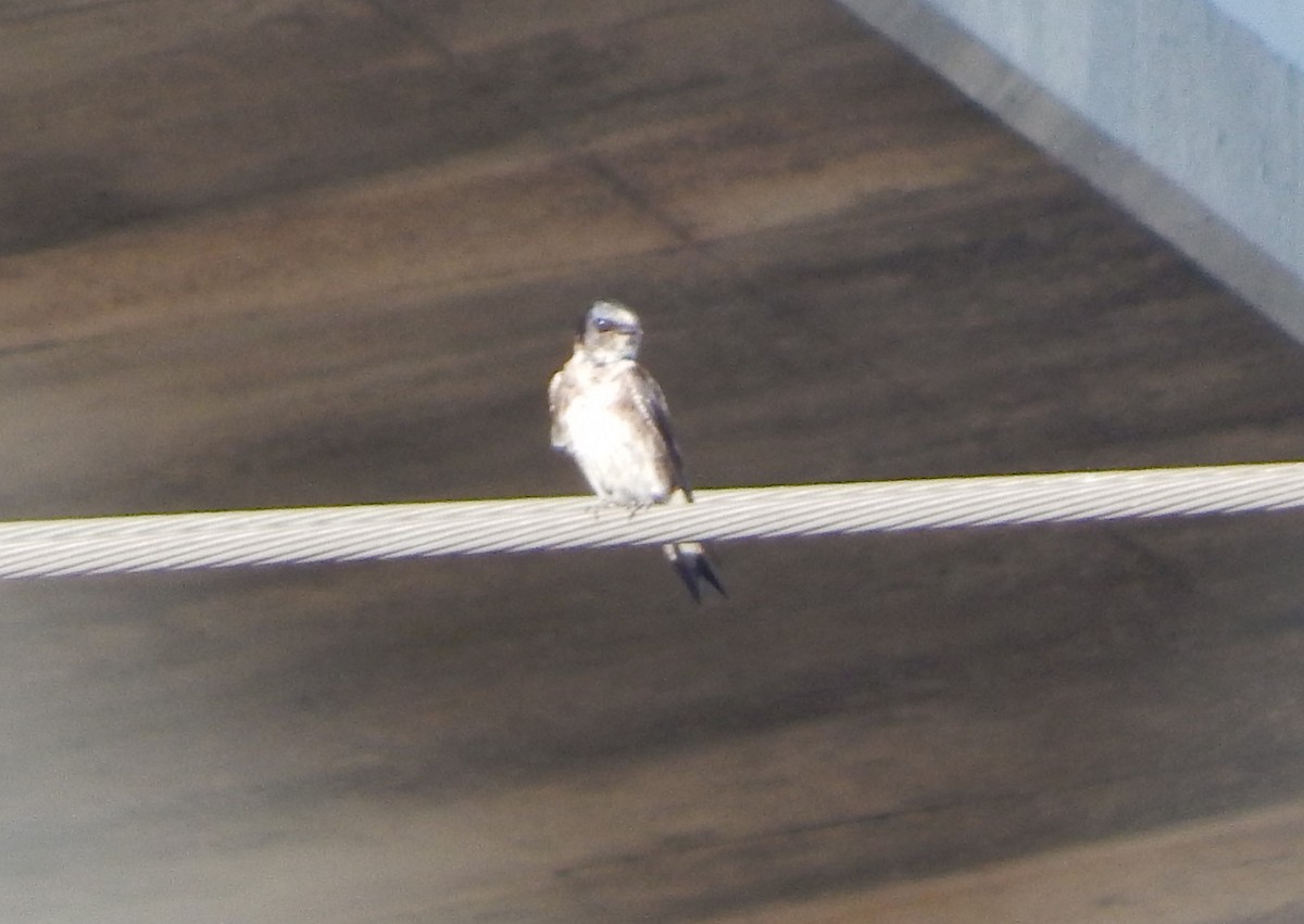 Purple Martin - ML636949732