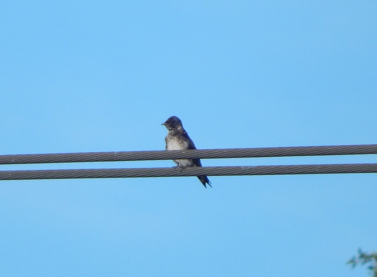 Purple Martin - ML636949733
