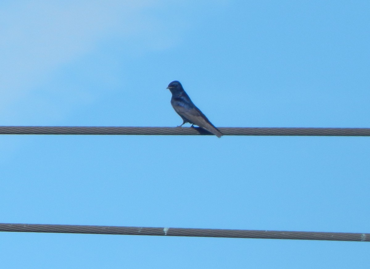 Purple Martin - ML636949734