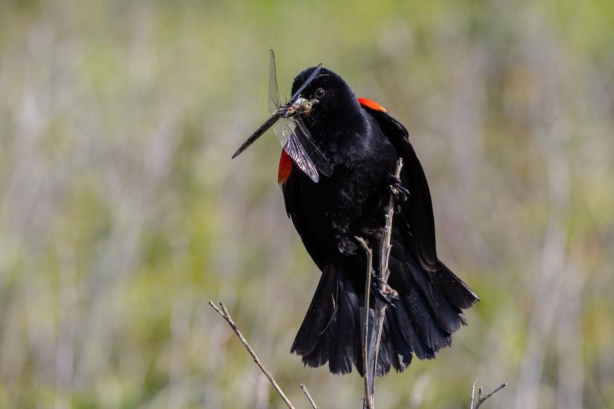 Red-winged Blackbird - Dixie Sommers
