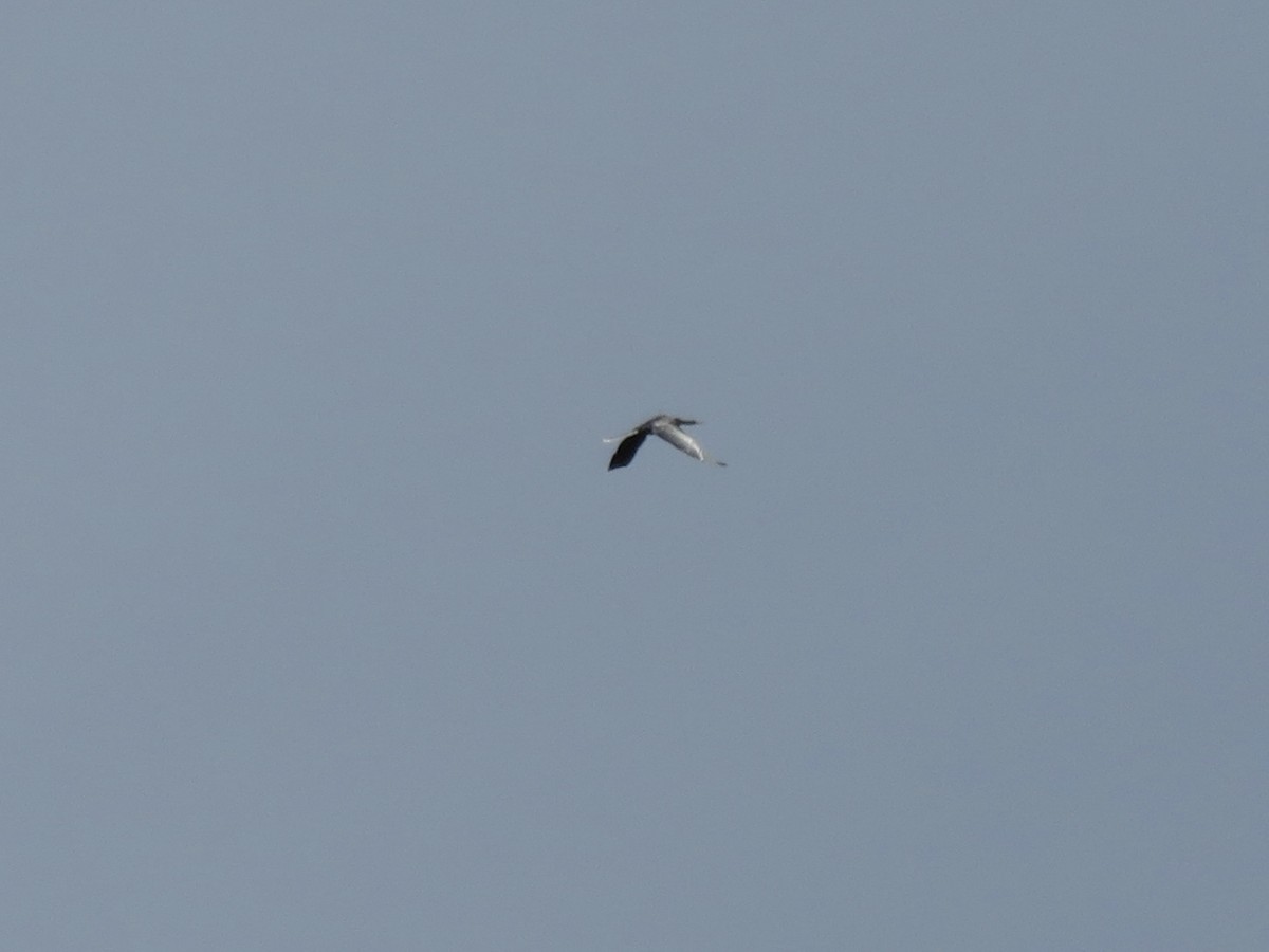 Anhinga - ML636949906