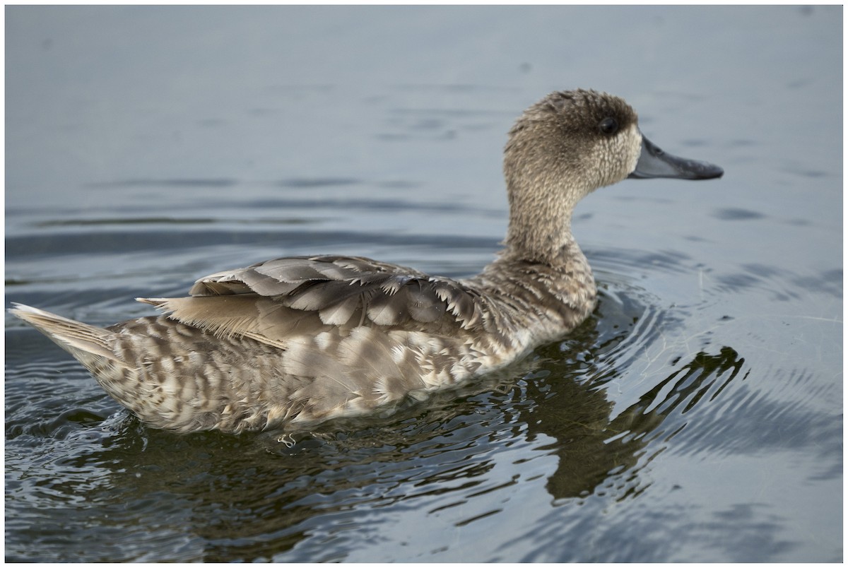 Marbled Duck - ML636950058