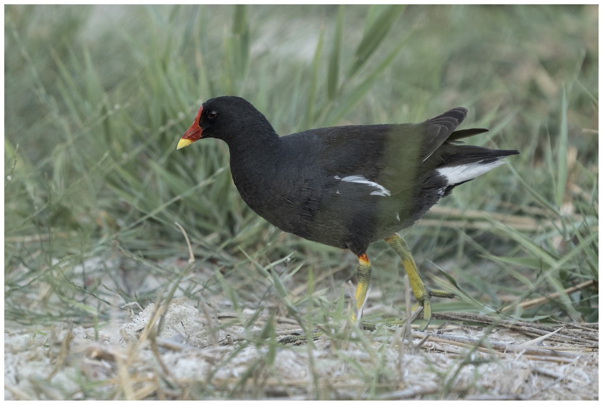 Eurasian Moorhen - ML636950068