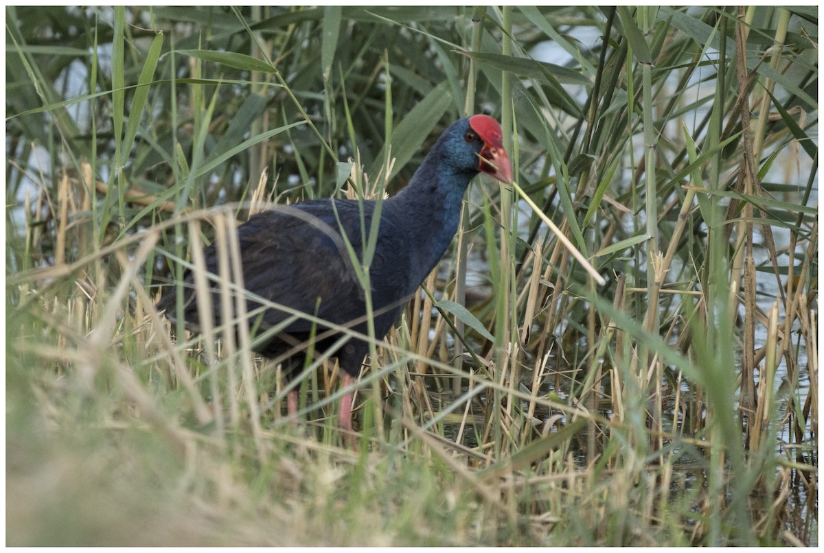 Western Swamphen - ML636950075