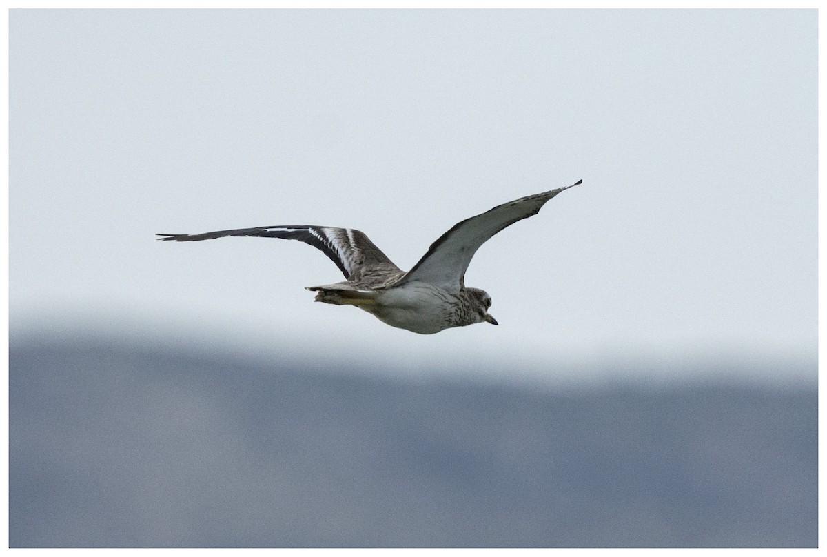 Eurasian Thick-knee - ML636950086