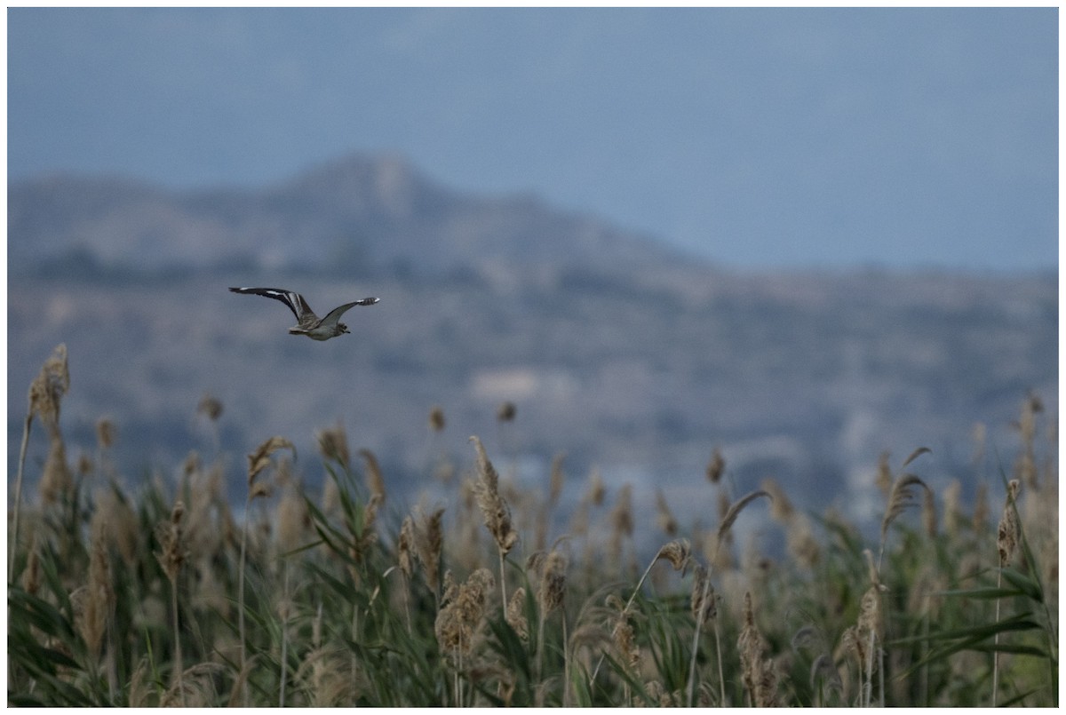 Eurasian Thick-knee - ML636950087