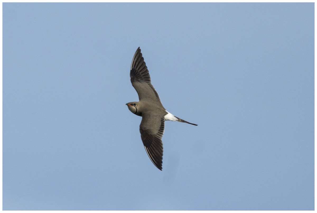 Collared Pratincole - ML636950121