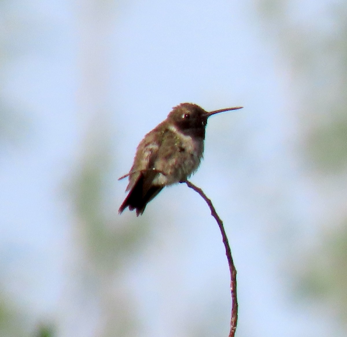 Black-chinned Hummingbird - ML636950143