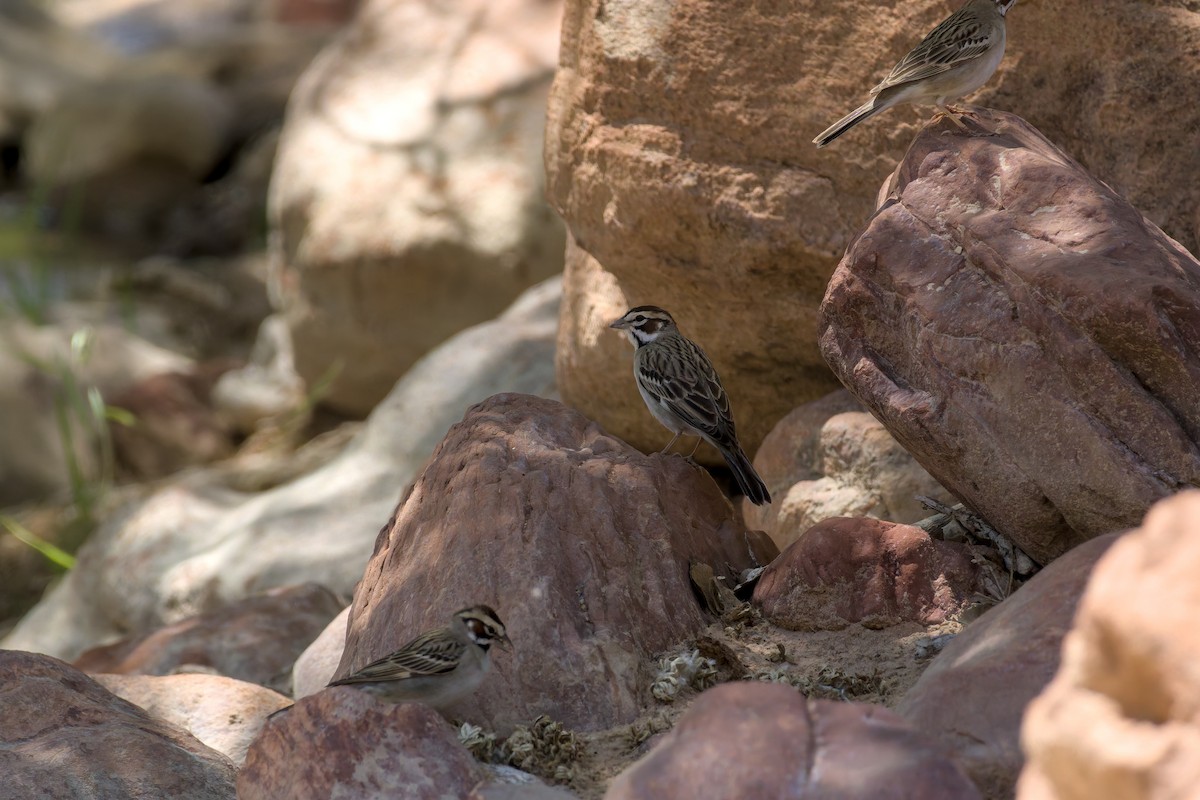 Lark Sparrow - ML636950150