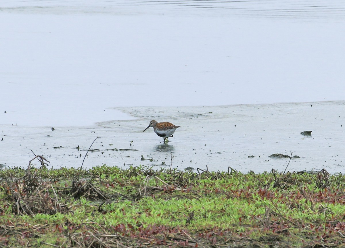 Dunlin - ML636950171