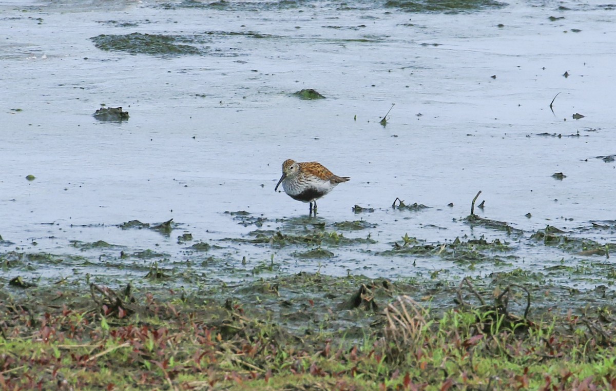 Dunlin - ML636950176
