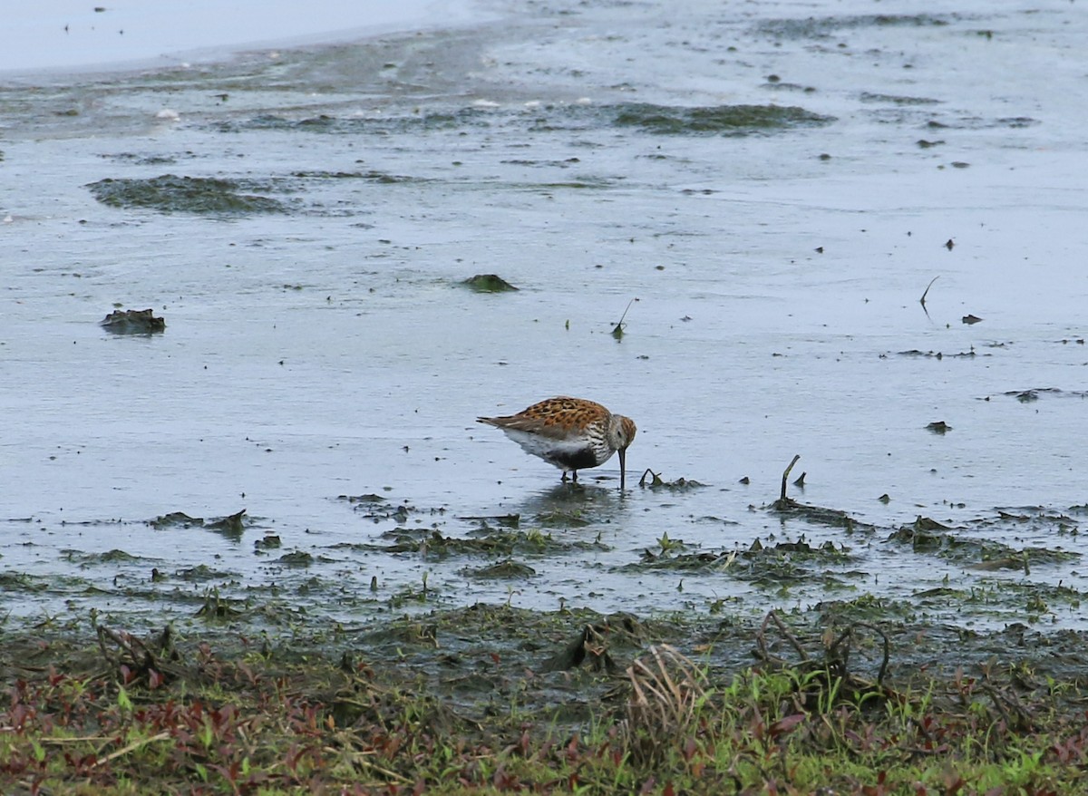 Dunlin - ML636950177