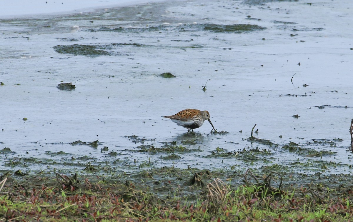 Dunlin - ML636950180