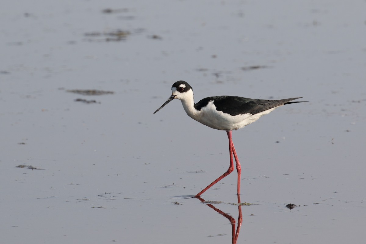 Black-necked Stilt - ML636950275
