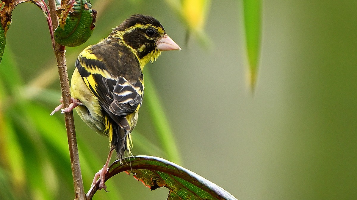 Yellow-breasted Greenfinch - ML636950278