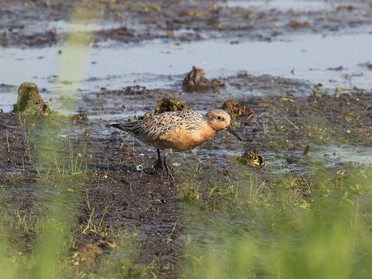 Red Knot - ML636950295