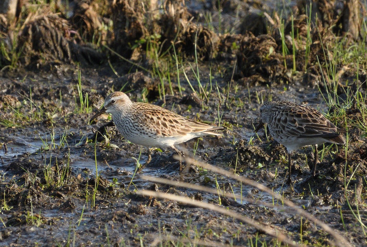 White-rumped Sandpiper - ML636950319
