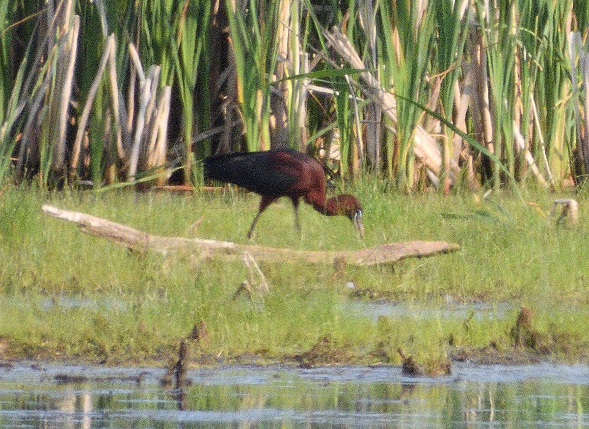 Glossy Ibis - ML636950358