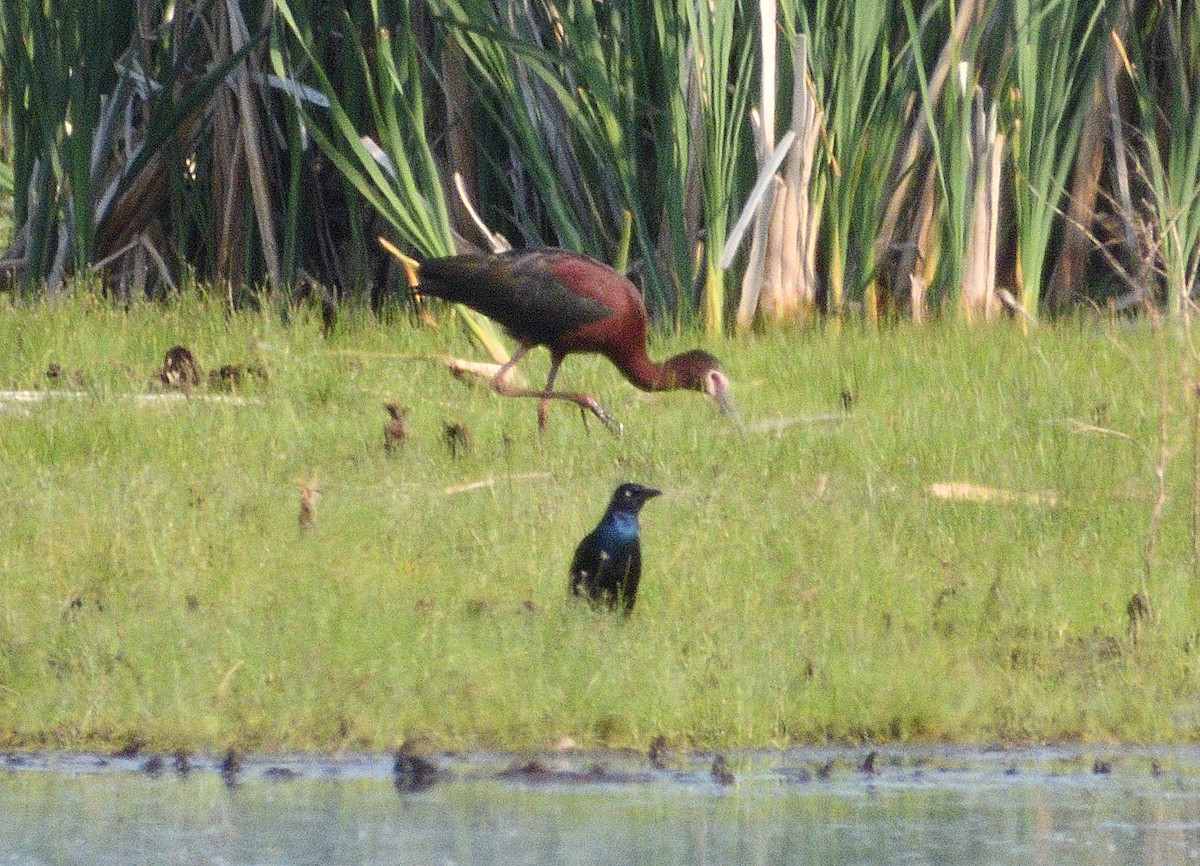 White-faced Ibis - ML636950367