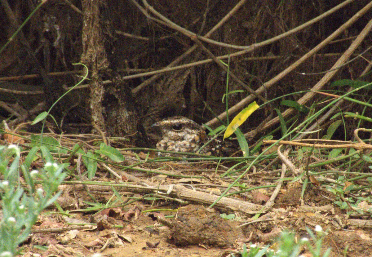 White-tailed Nightjar - ML636950368