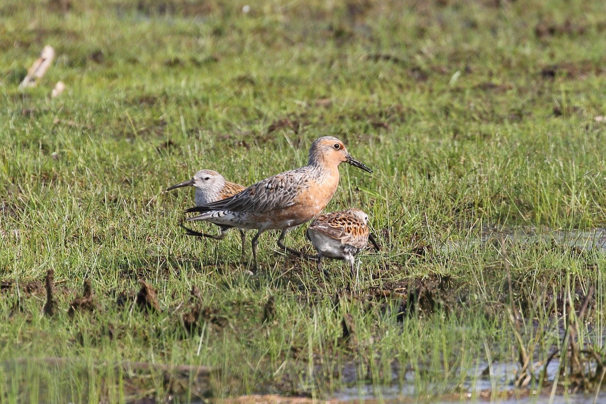 Red Knot - ML636950407