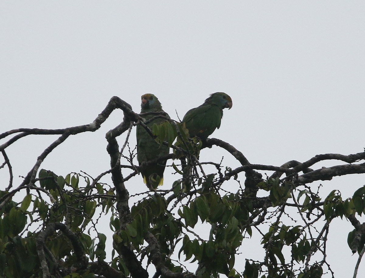 Blue-cheeked Amazon - ML636950438