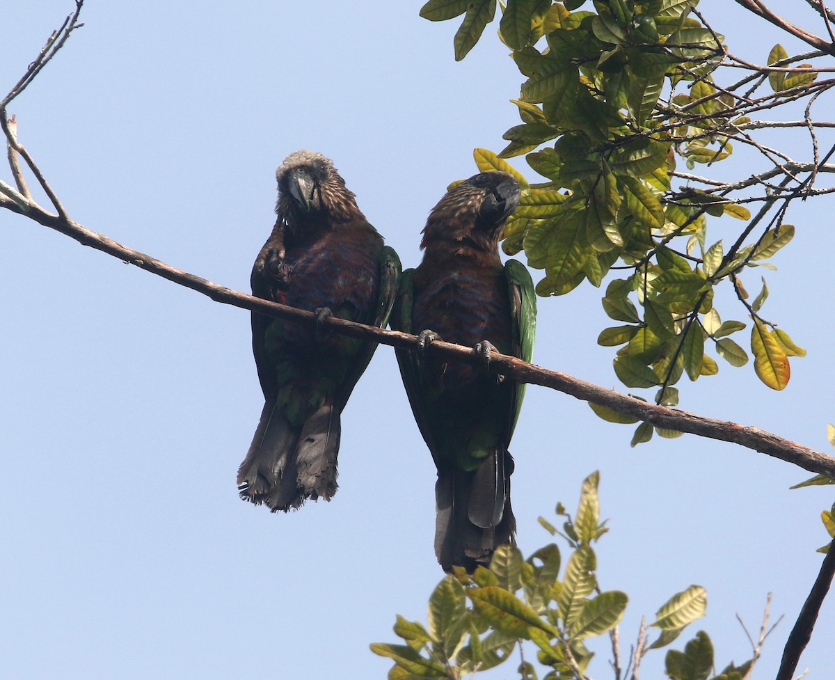 Red-fan Parrot - ML636950453