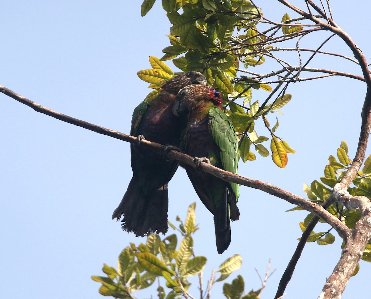 Red-fan Parrot - ML636950455
