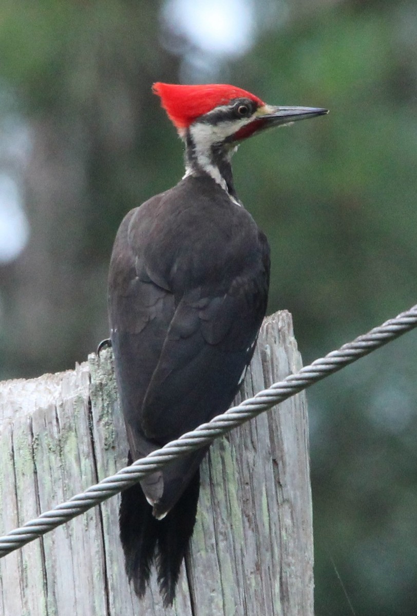 Pileated Woodpecker - ML636950456