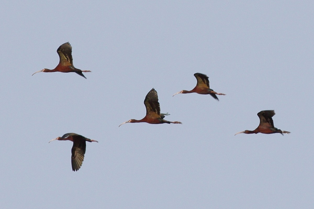 White-faced Ibis - ML636950458