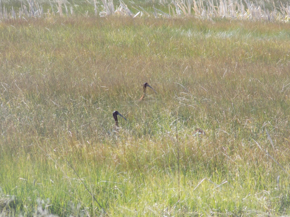 White-faced Ibis - ML636950464