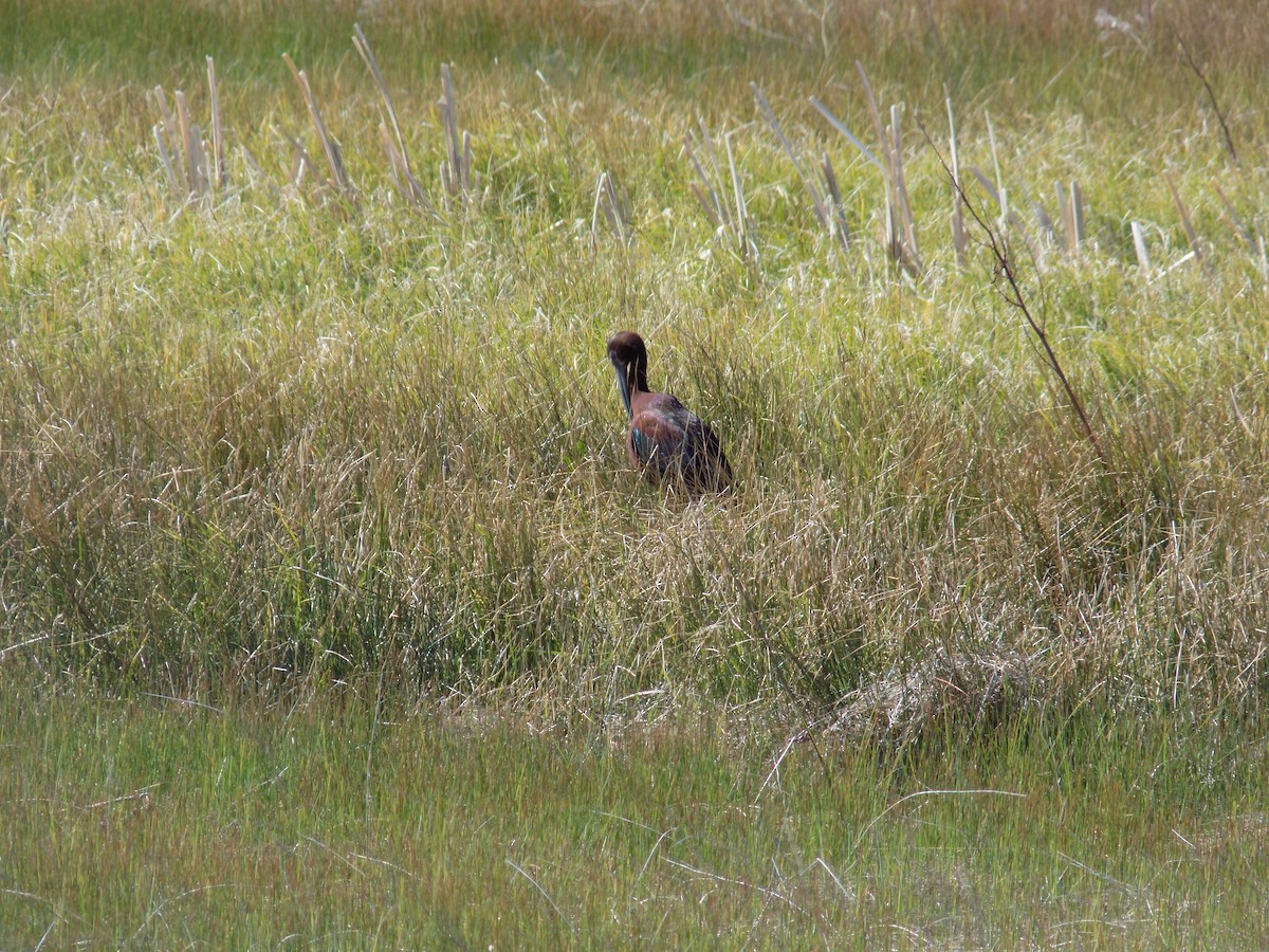 White-faced Ibis - ML636950465