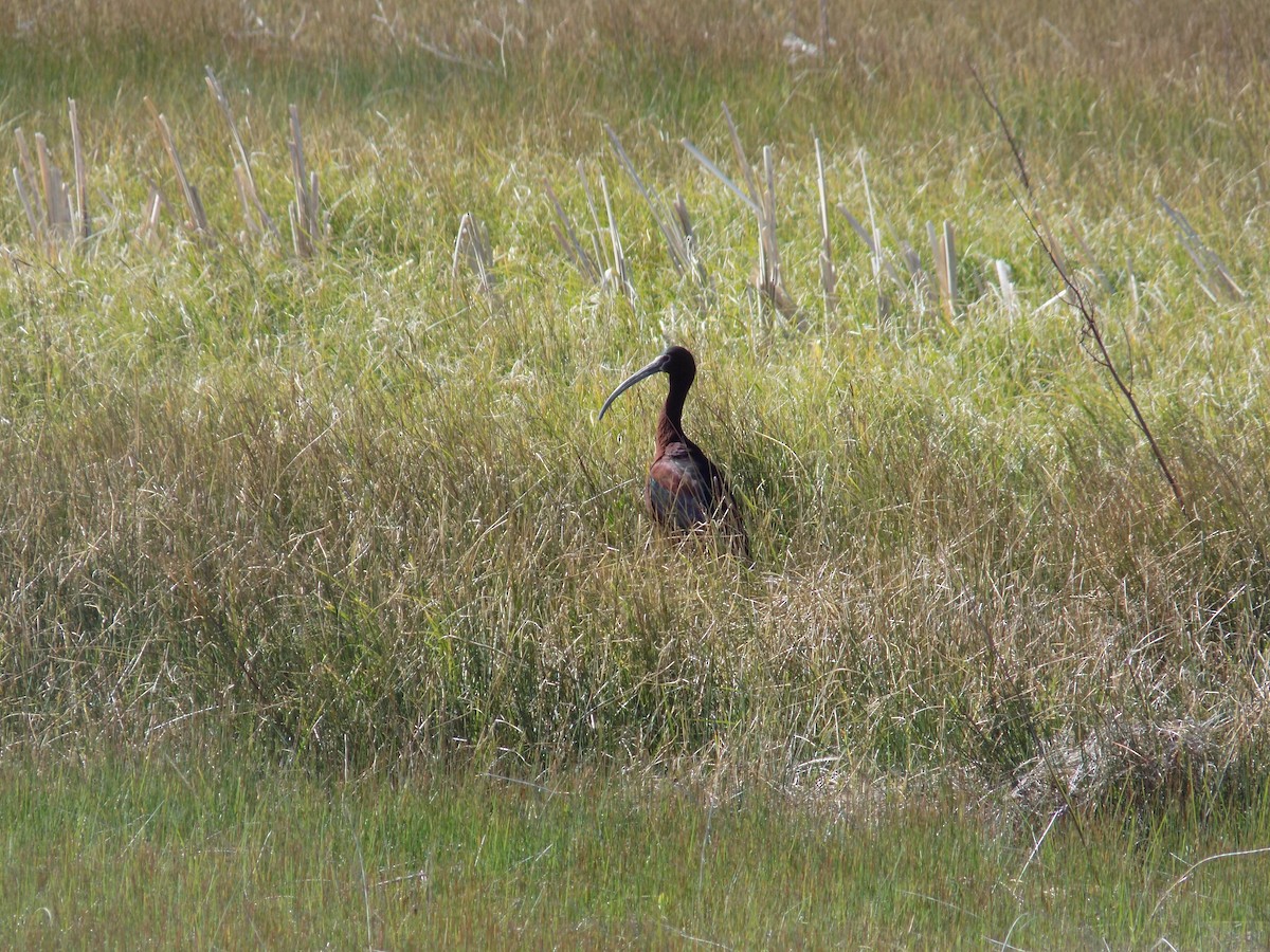 White-faced Ibis - ML636950469