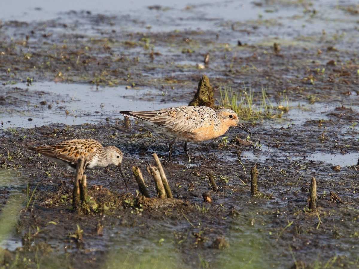 Red Knot - ML636950474