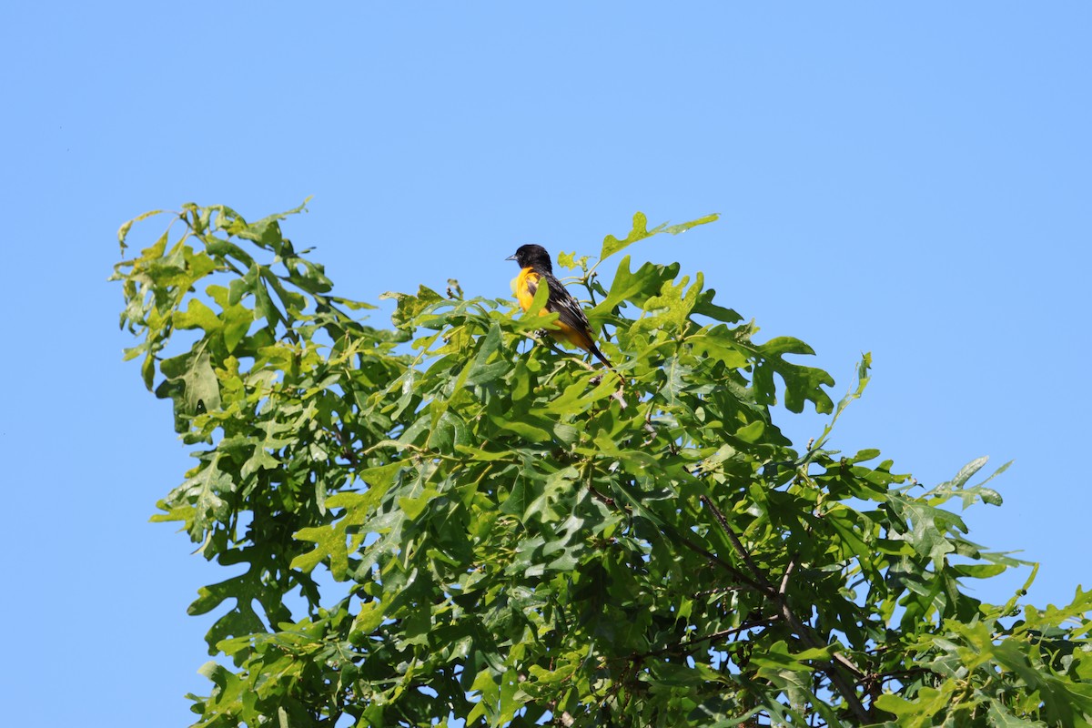 פזאי צפוני - ML636950493