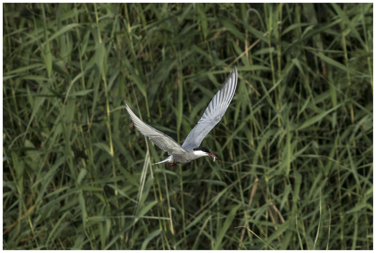 Whiskered Tern - ML636950531