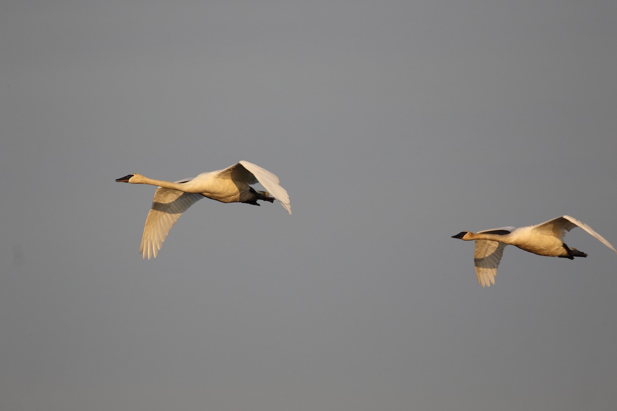 Trumpeter Swan - ML636950532