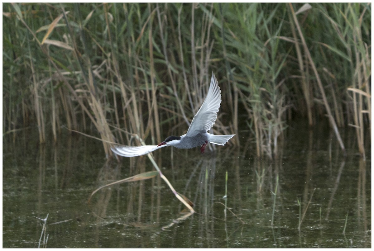 Whiskered Tern - ML636950533