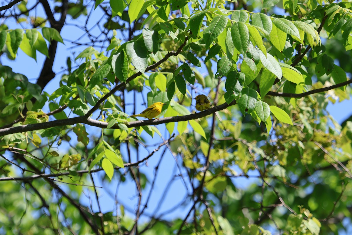 Goldwaldsänger - ML636950537