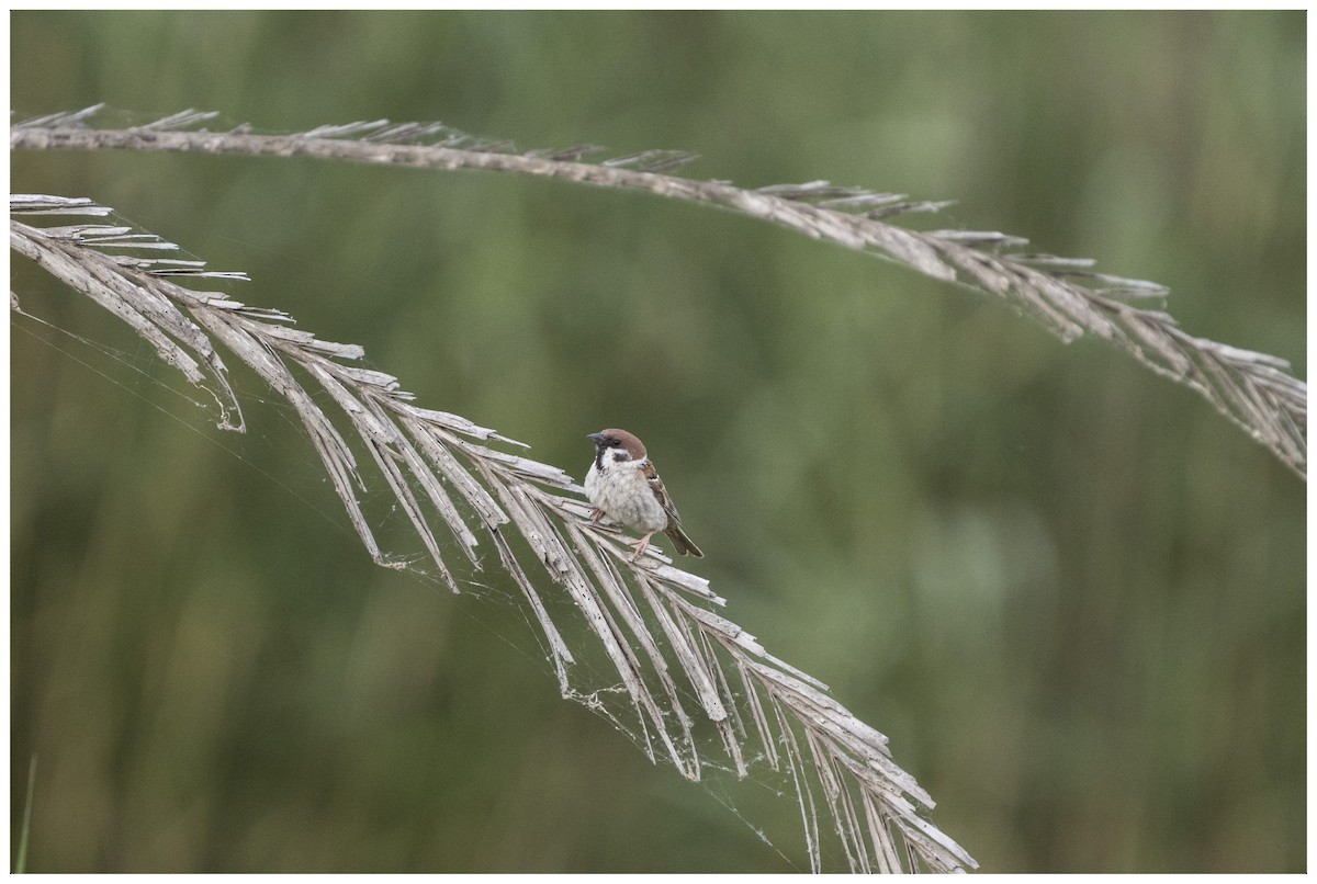 Eurasian Tree Sparrow - ML636950538