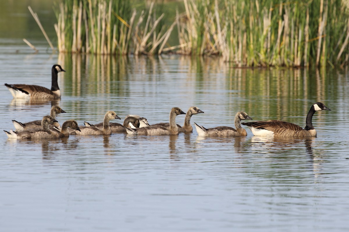 Canada Goose - ML636950563