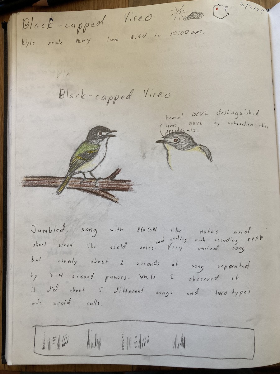 Black-capped Vireo - ML636950602