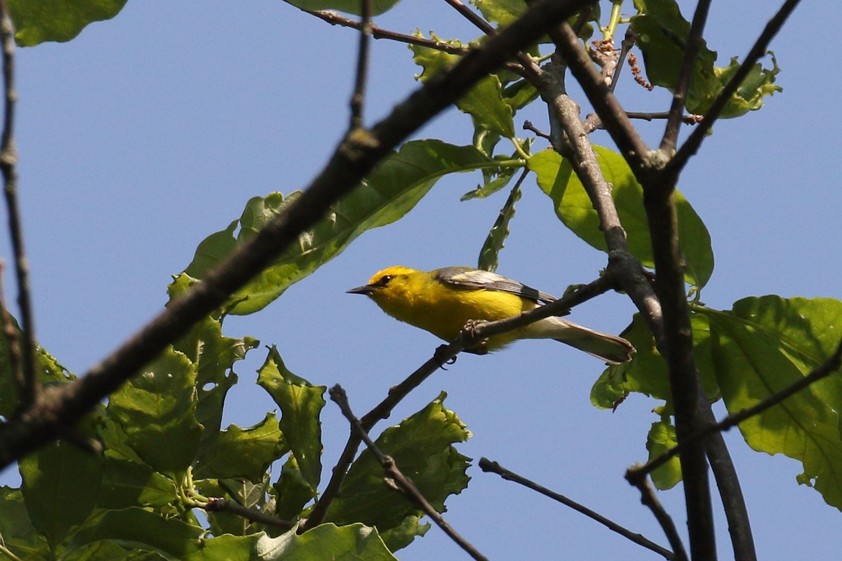 blåvingeparula - ML636950623