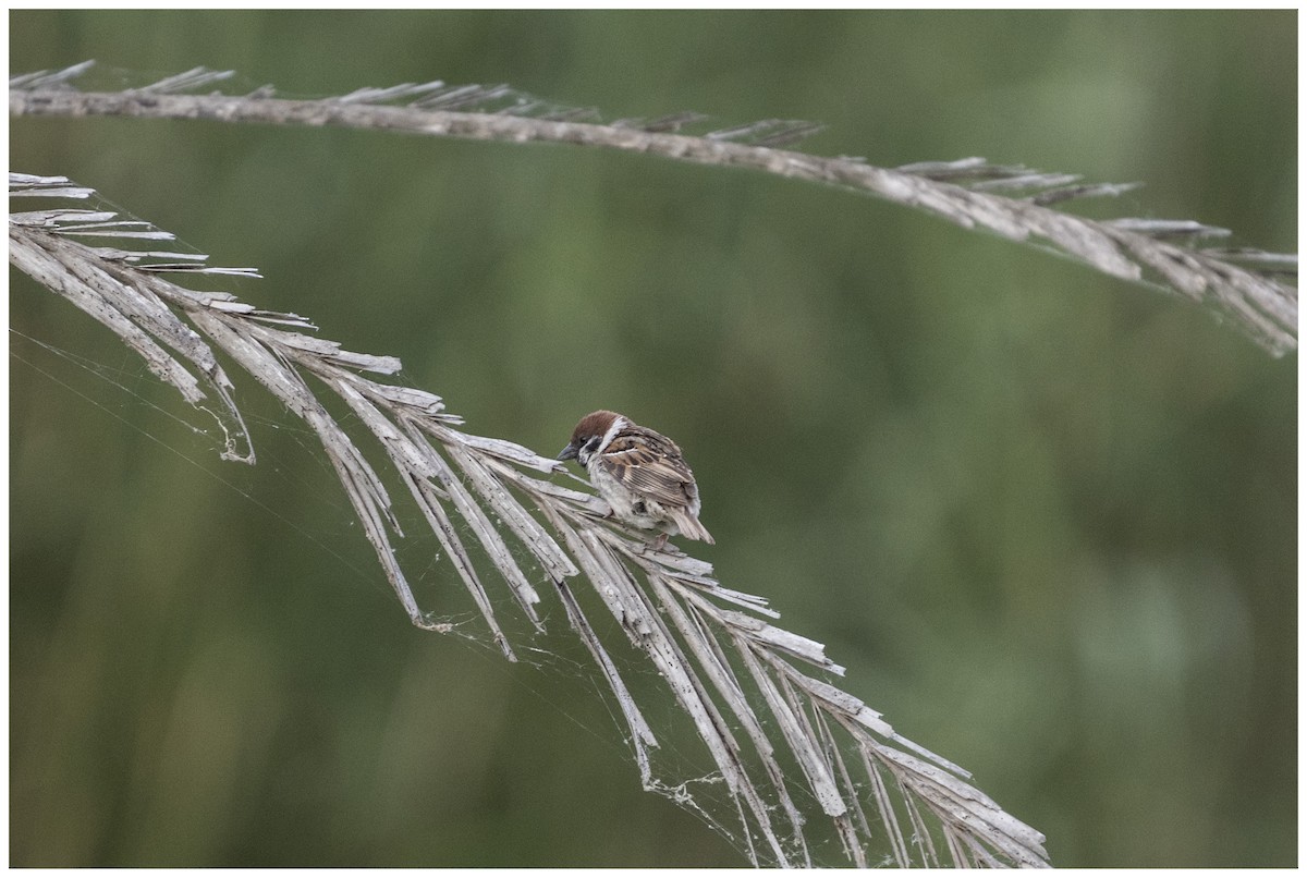 Eurasian Tree Sparrow - ML636950640