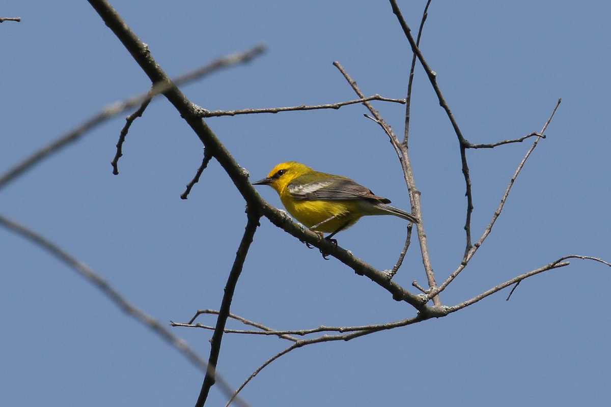 Blue-winged Warbler - ML636950667