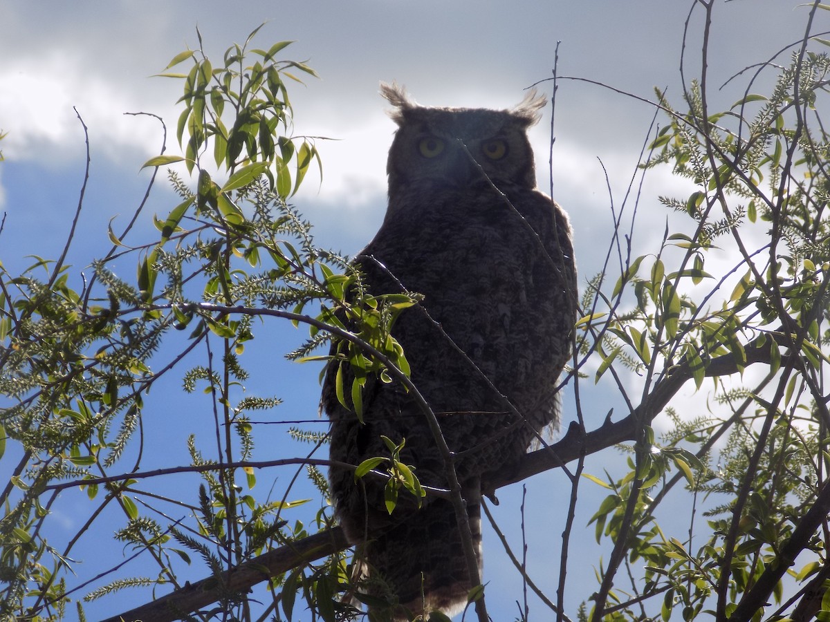 Great Horned Owl - ML636950735