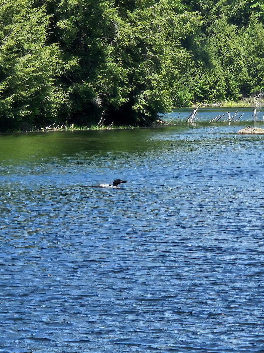 Common Loon - ML636950774